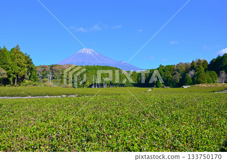 Obuchi Sasaba Tea Fields Mount Fuji Fuji City 133750170