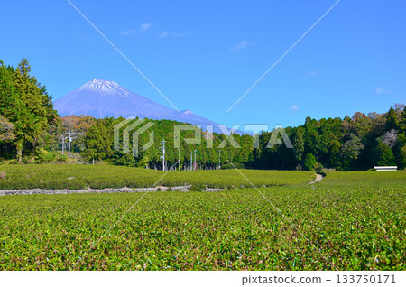 Obuchi Sasaba Tea Fields Mount Fuji Fuji City Obuchi Sasaba Tea Fields Mount Fuji Fuji City 133750171