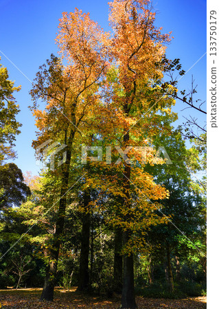 神宮長古館的秋葉 133750179