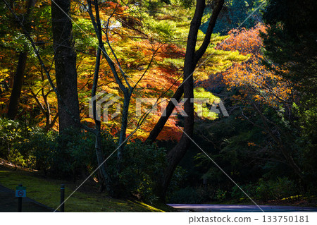 Autumn leaves at Jingu Chokokan Autumn leaves at Jingu Chokokan 133750181