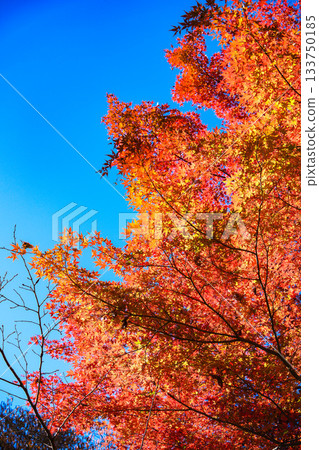 Autumn leaves at Jingu Chokokan 133750185