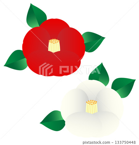 Simple and cute red and white camellia illustration set Simple and cute red and white camellia illustration set 133750448