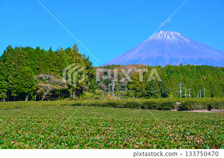 Obuchi Sasaba Tea Fields Mount Fuji Fuji City Obuchi Sasaba Tea Fields Mount Fuji Fuji City 133750470