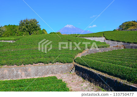 Obuchi Sasaba Tea Fields Mount Fuji Fuji City 133750477