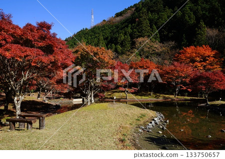 Autumn foliage scenery in Shizuoka in November. Autumn foliage at Sunmata Gorge and Zoriishi Park. 133750657