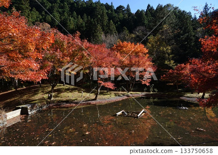 Autumn foliage scenery in Shizuoka in November 114. Autumn foliage at Sunmatakyo Gorge and Zoriishi Park. 133750658