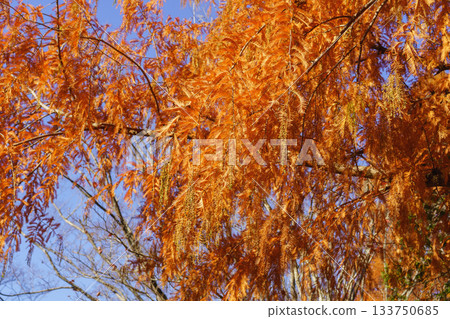 Metasequoia tree with autumn leaves 133750685