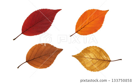 Fallen leaves set (transparent background) 133750858