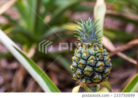 沖繩鳳梨田,距離特寫田地中生長的鳳梨 沖繩鳳梨田,距離特寫田地中生長的鳳梨 133750899