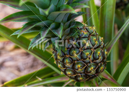 A close-up of pineapple fields in Okinawa, showing pineapples growing in the fields. 133750900