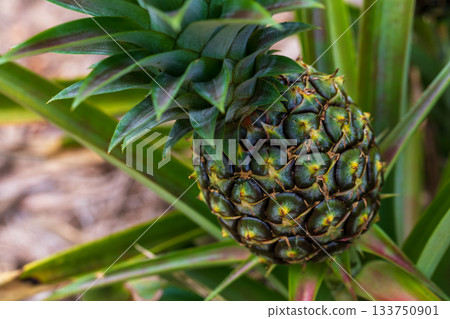 A close-up of pineapple fields in Okinawa, showing pineapples growing in the fields. 133750901