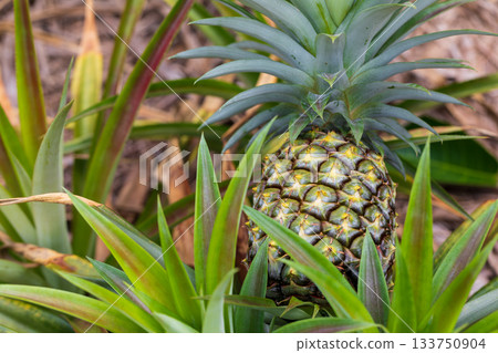 沖繩鳳梨田,距離特寫田地中生長的鳳梨 沖繩鳳梨田,距離特寫田地中生長的鳳梨 133750904