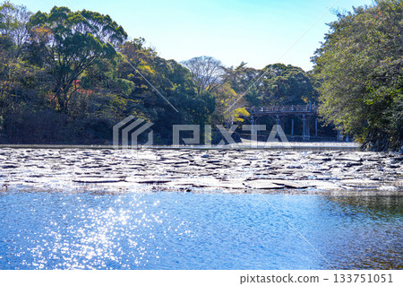 Autumn leaves at the Inner Shrine of Ise Jingu 133751051