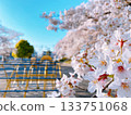 Cherry blossoms in full bloom at Mampei Park, Kumagaya City 133751068