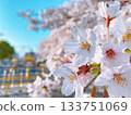 Cherry blossoms in full bloom at Mampei Park, Kumagaya City 133751069