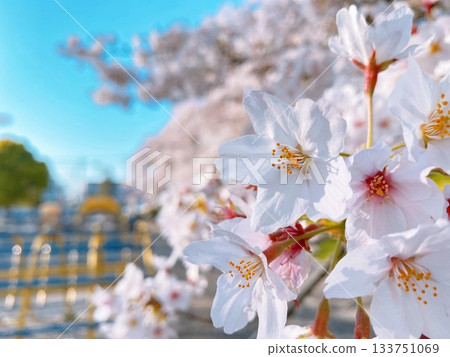 熊谷市萬平公園的櫻花盛開 熊谷市萬平公園的櫻花盛開 133751069