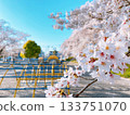 Cherry blossoms in full bloom at Mampei Park, Kumagaya City 133751070
