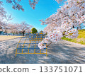 Cherry blossoms in full bloom at Mampei Park, Kumagaya City 133751071