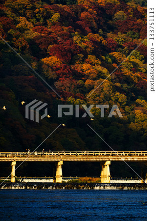 Autumn leaves of Arashiyama Autumn leaves of Arashiyama 133751113