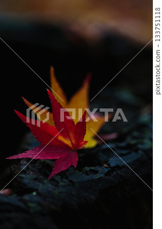 Autumn leaves of Arashiyama Autumn leaves of Arashiyama 133751118