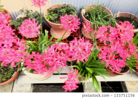 Bulb flower: Nerine (Diamond Lily) Amaryllis family: Flower bed flower 133751156