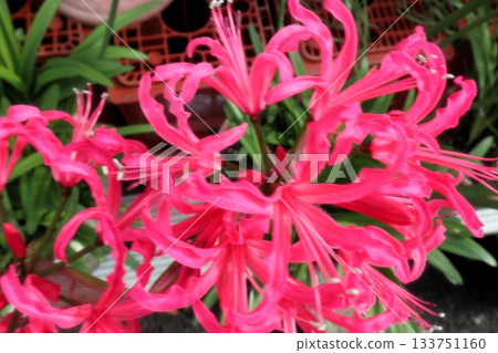 Bulb flower: Nerine (Diamond Lily) Amaryllis family: Flower bed flower 133751160