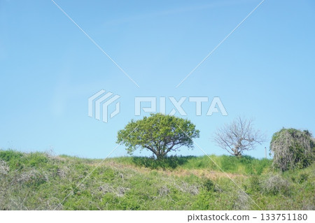 Blue sky and tree Blue sky and tree 133751180