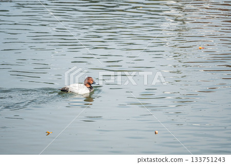 A male Common Pochard swimming in the Lake Biwa Canal A male Common Pochard swimming in the Lake Biwa Canal 133751243