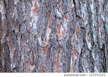 Bark pattern of a giant pine tree trunk Bark pattern of a giant pine tree trunk 133751251