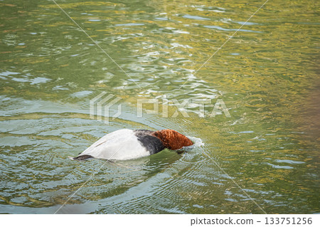 A Common Pochard (male) diving into the water 133751256