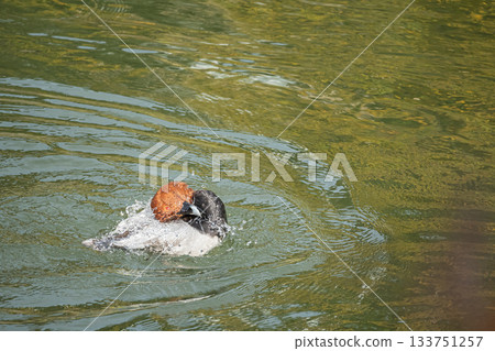 A male Common Pochard bathing in water A male Common Pochard bathing in water 133751257