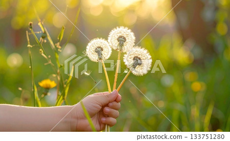 孩子的手拿著三朵蒲公英 孩子的手拿著三朵蒲公英 133751280