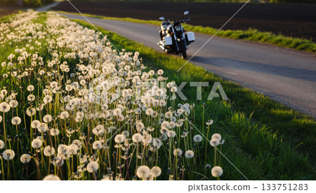 一輛摩托車停在蒲公英田附近的路邊。 133751283