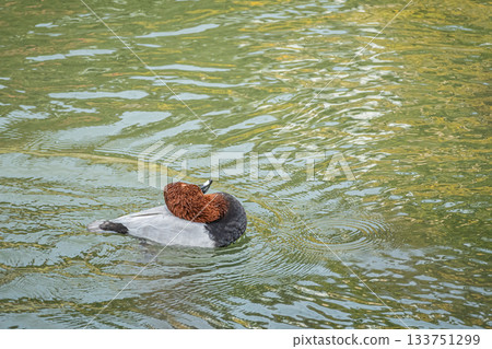 一隻雄性紅頭潛鴨在水面上漂浮時正在梳理羽毛 133751299