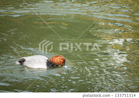 一隻雄性紅頭潛鴨在琵琶湖水道中游泳 133751314