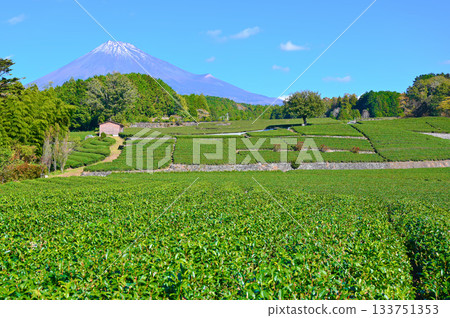 富士山、小淵笹葉茶園、富士市 133751353