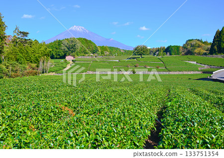 Mount Fuji, Obuchi Sasaba Tea Fields, Fuji City 133751354
