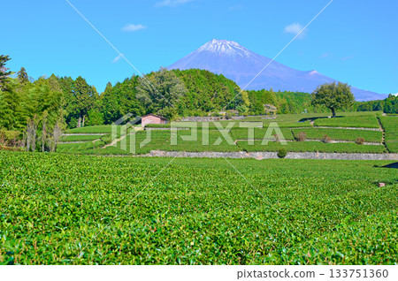 Mount Fuji, Obuchi Sasaba Tea Fields, Fuji City Mount Fuji, Obuchi Sasaba Tea Fields, Fuji City 133751360