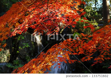 Autumn leaves turn bright red 133751602