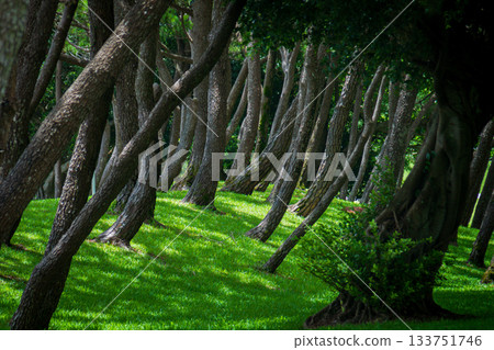 日本近海和平公園：地面上姿態優美的松樹 133751746