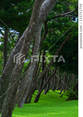日本近海和平公園:地面上姿態優美的松樹 日本近海和平公園:地面上姿態優美的松樹 133751750