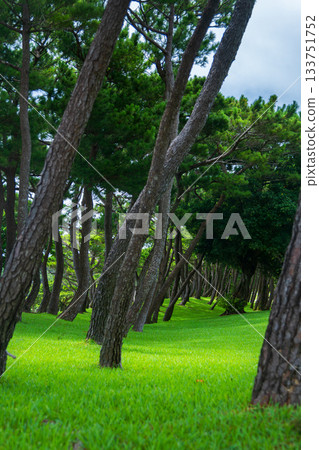 日本近海和平公園:地面上姿態優美的松樹 日本近海和平公園:地面上姿態優美的松樹 133751752