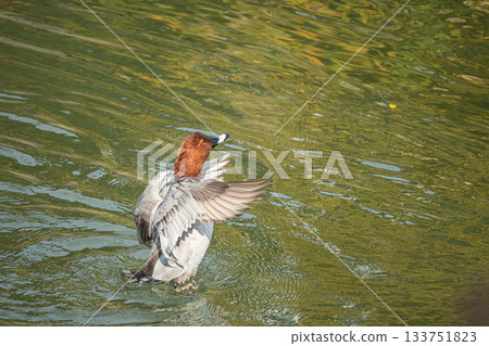 A male Common Pochard flapping its wings above the water, Lake Biwa Canal, Kyoto City A male Common Pochard flapping its wings above the water, Lake Biwa Canal, Kyoto City 133751823