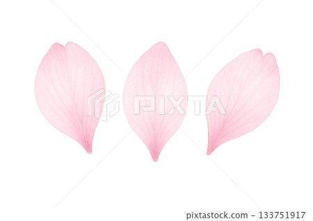 Pale pink petals (set of 3) (watercolor touch) 133751917