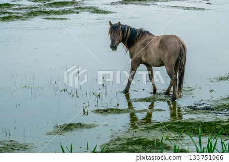 Solitary horse navigates muddy waters amidst lush aquatic plants Solitary horse navigates muddy waters amidst lush aquatic plants 133751966