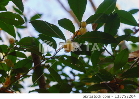 野生茶樹和冬季開花的茶花 133752204