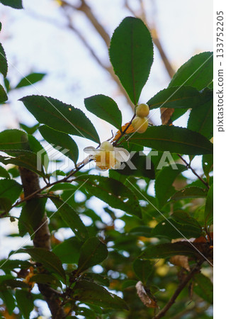 Wild tea plants and winter-blooming tea flowers 133752205