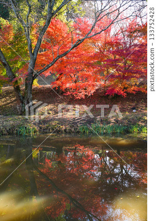 Tamaru Castle Ruins Autumn Foliage Tamaru Castle Ruins Autumn Foliage 133752428