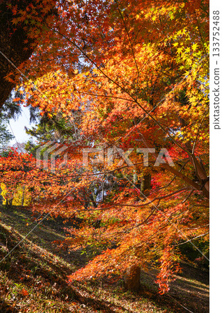 塔瑪魯城遺址秋葉 133752488