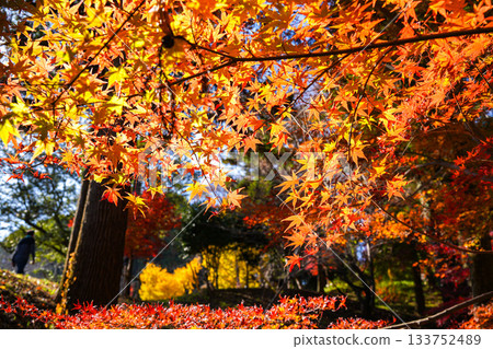 Tamaru Castle Ruins Autumn Foliage 133752489